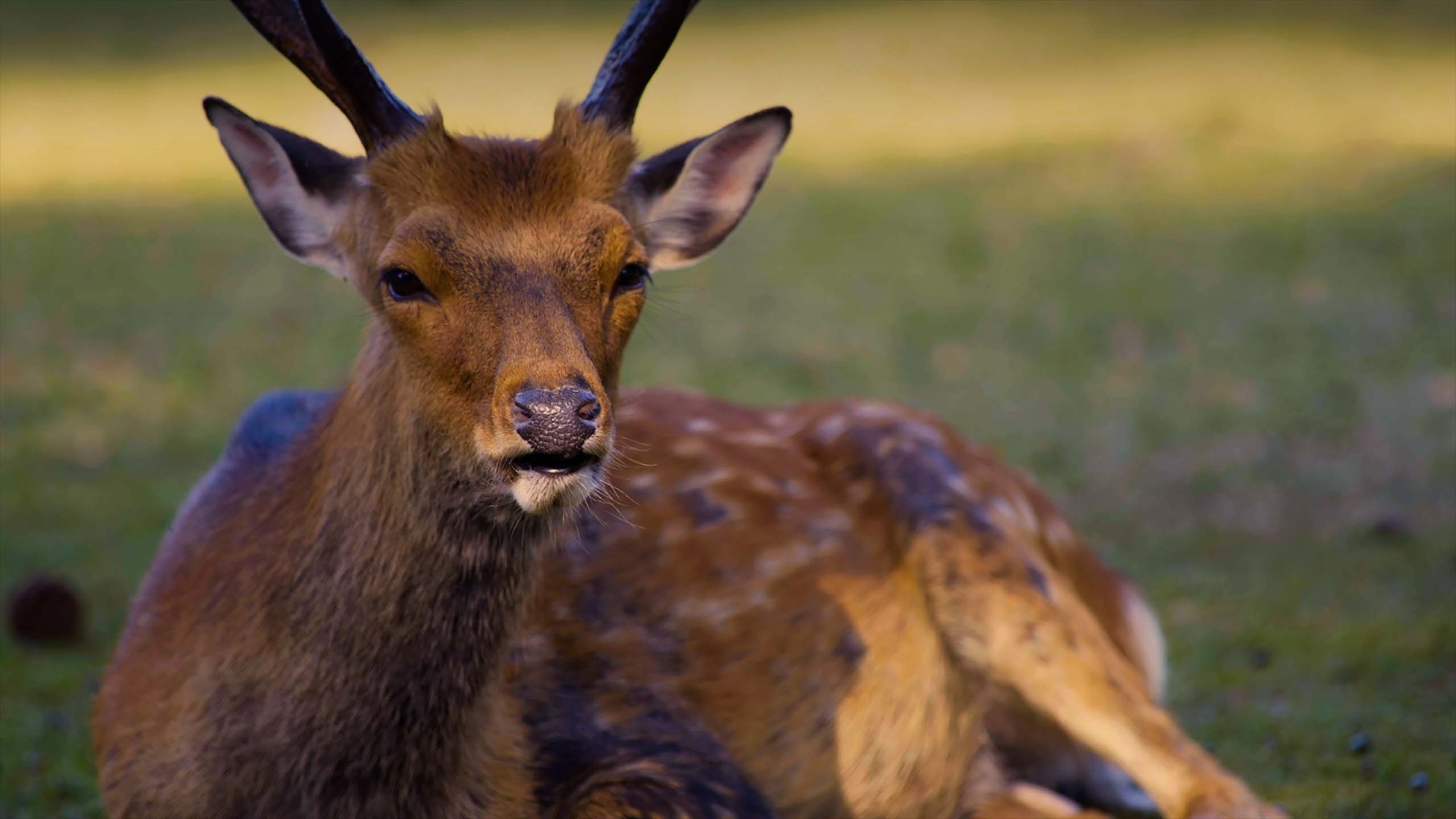 Nara Park – Deer